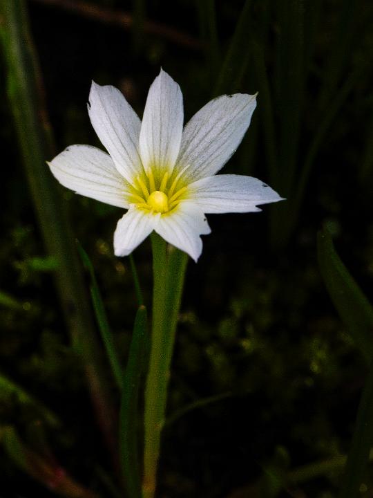 Lewisia nevadensis 12-1374.jpg